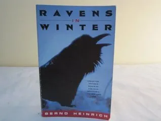 Ravens in Winter