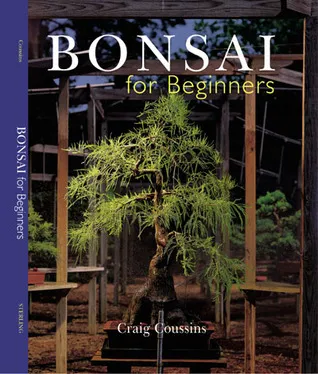 Bonsai for Beginners