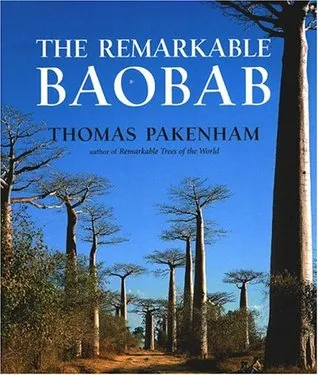 The Remarkable Baobab