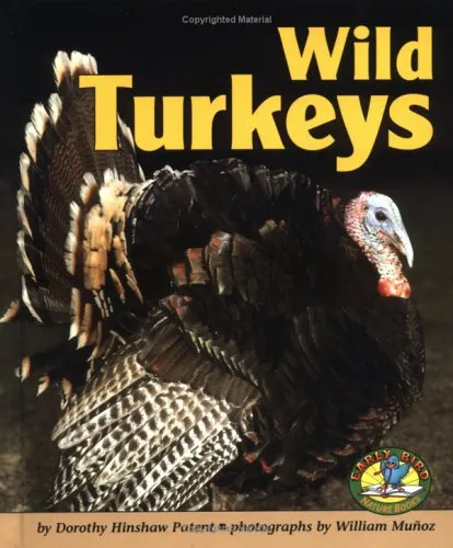 Wild Turkeys