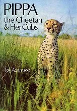 Pippa, The Cheetah, And Her Cubs